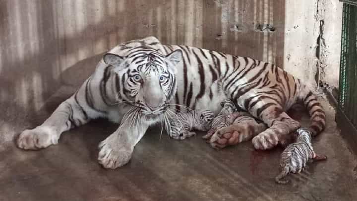 Sambhaji Nagar च्या सिध्दार्थ उद्यानातील बछड्यांच्या नामकरणावरुन राजकारण, 'आदित्य' नावाची पहिली चिठ्ठी अन्... Sambhaji Nagar च्या सिध्दार्थ उद्यानातील बछड्यांच्या नामकरणावरुन राजकारण, 'आदित्य' नावाची पहिली चिठ्ठी अन्...
