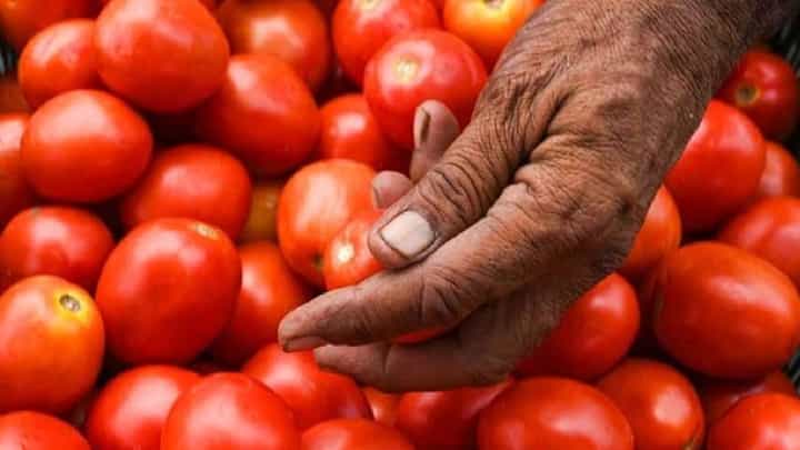Solapur | टॉमेटोला केवळ इतकाच प्रति किलो भाव मिळाल्यानं शेतकरी संतप्त, काय व्यक्त केली भावना? Solapur | टॉमेटोला केवळ इतकाच प्रति किलो भाव मिळाल्यानं शेतकरी संतप्त, काय व्यक्त केली भावना?