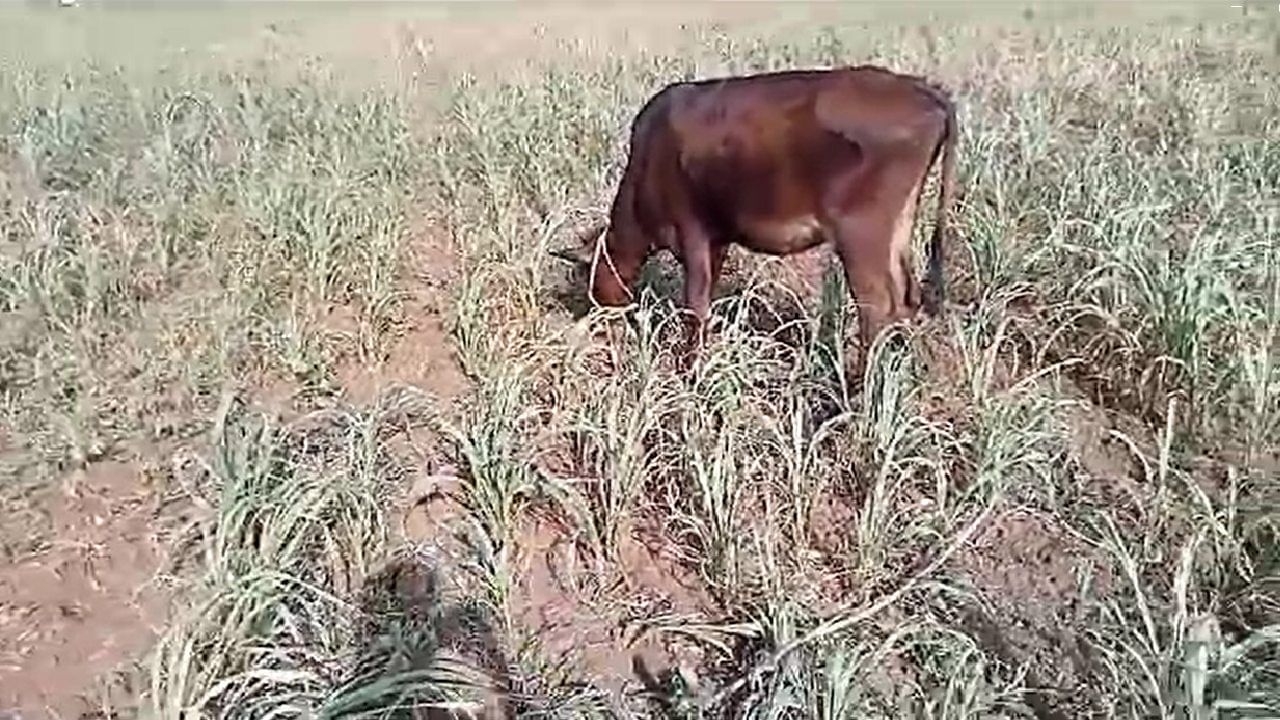 पाऊस न पडल्याने खरीप सीजन हातचा गेला आहे. दुबार पेरणीची वेळही त्यात आता जनावरांच्या चाऱ्याचा प्रश्न निर्माण झाला असून किमान जनावरांच्या चाऱ्यासाठी तरी पाऊस पडावा अशी बळीराजा आस लावून बसला आहे.