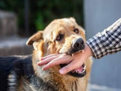 कुत्रा चावल्यानंतर सर्वात आधी करा हे काम, रेबीजचा धोका होतो कमी