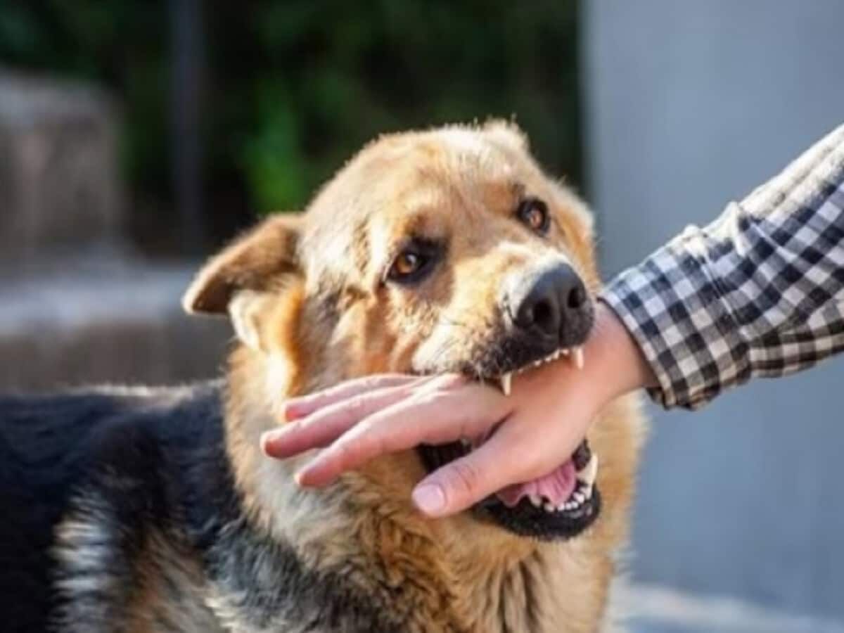 कुत्रा चावल्यानंतर सर्वात आधी करा हे काम, रेबीजचा धोका होतो कमी कुत्रा चावल्यानंतर सर्वात आधी करा हे काम, रेबीजचा धोका होतो कमी