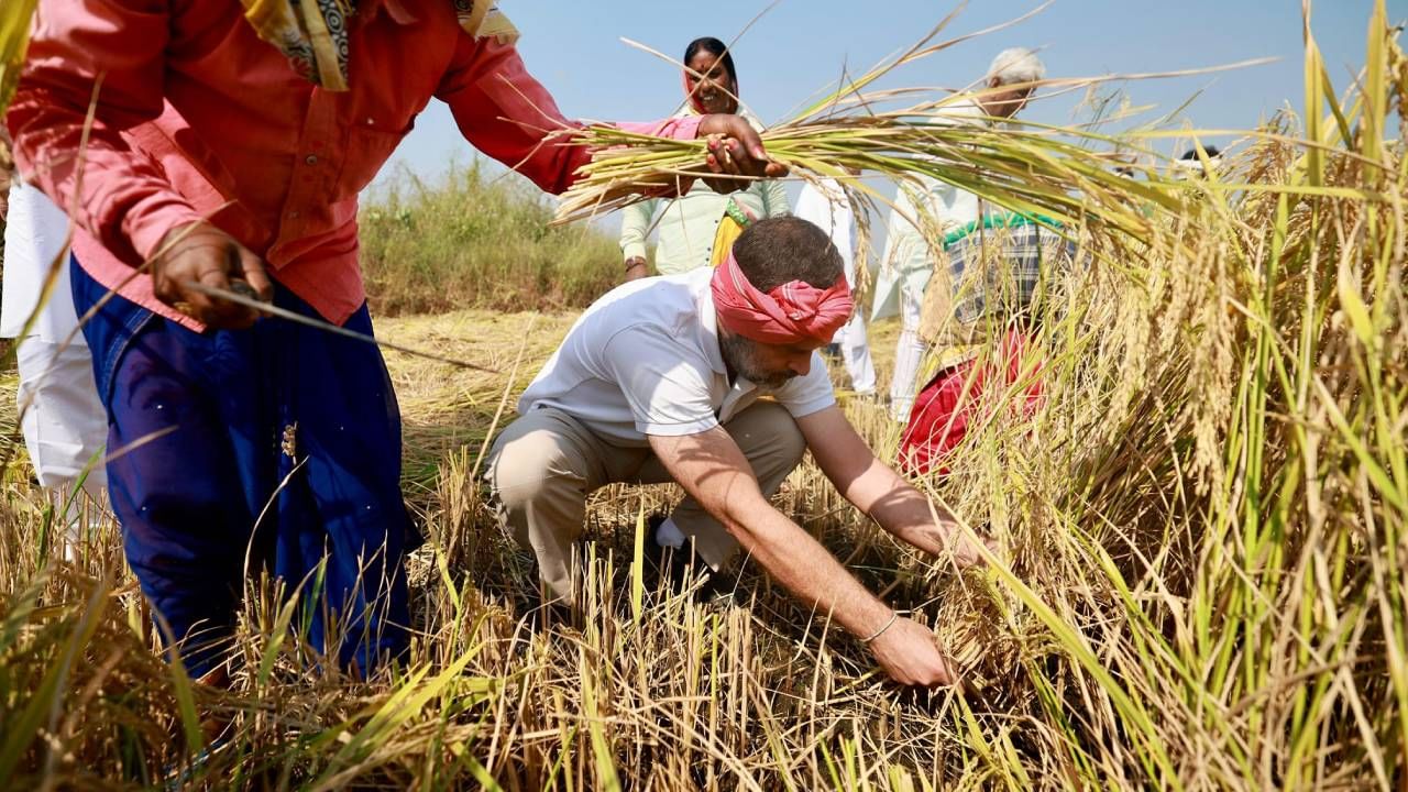 यावेळी राहुल गांधी यांनी शेतकऱ्यांसोबत भात काढणी केली. राहुल गांधी यांचे हे फोटो सध्या चर्चेत आहेत. 