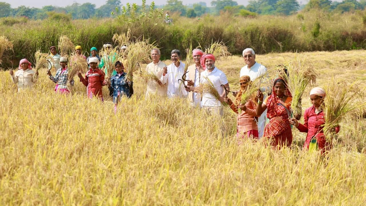 राहुल गांधी यांनी यावेळी शेतकऱ्यांशी चर्चा केली. भात शेती करताना येणाऱ्या अडचणींवर शेतकऱ्यांशी चर्चा केली. तसंच त्यावर काय उपाययोजना करता येतील, याचाही आढावा घेतला. 