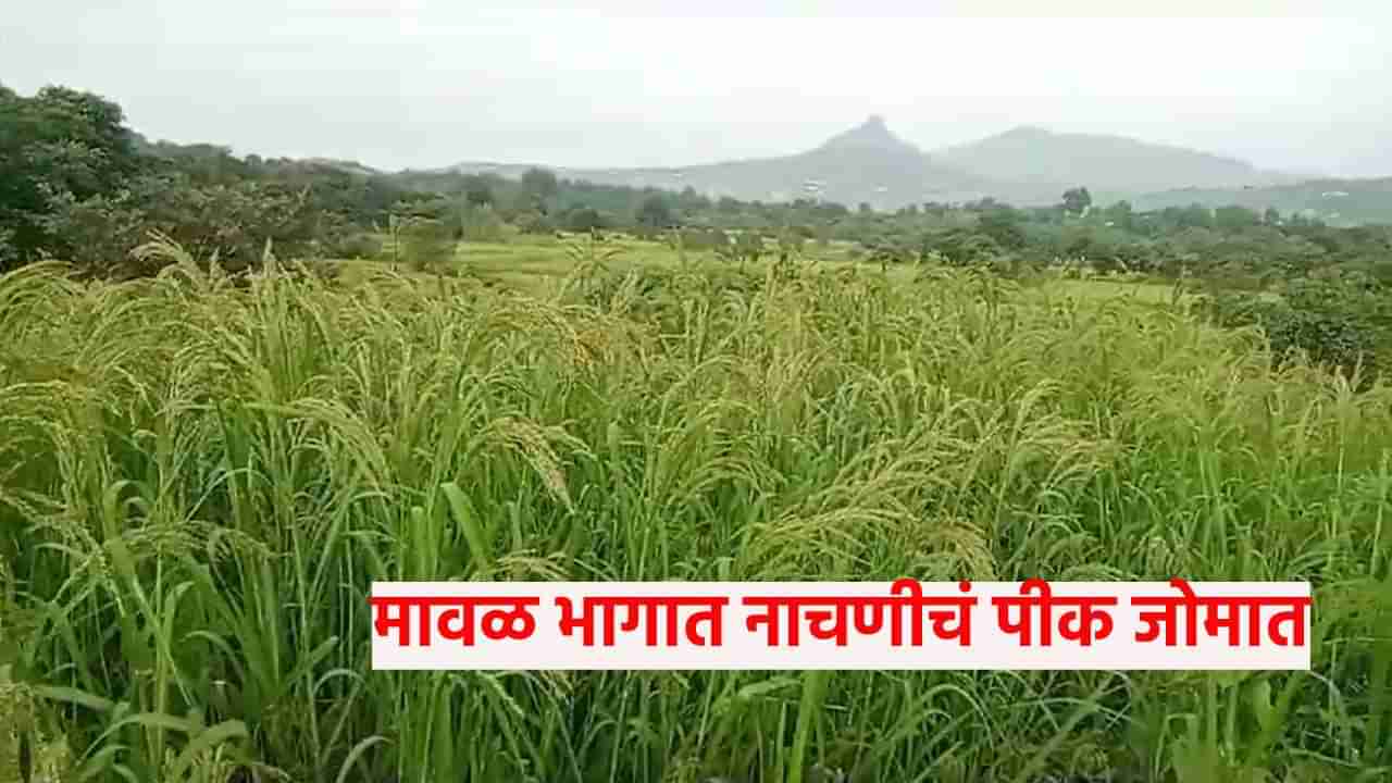 Agriculture News | मावळ भागात नाचणीचं पीक जोमात, कृषी विभागाच्या प्रयत्नाना यश