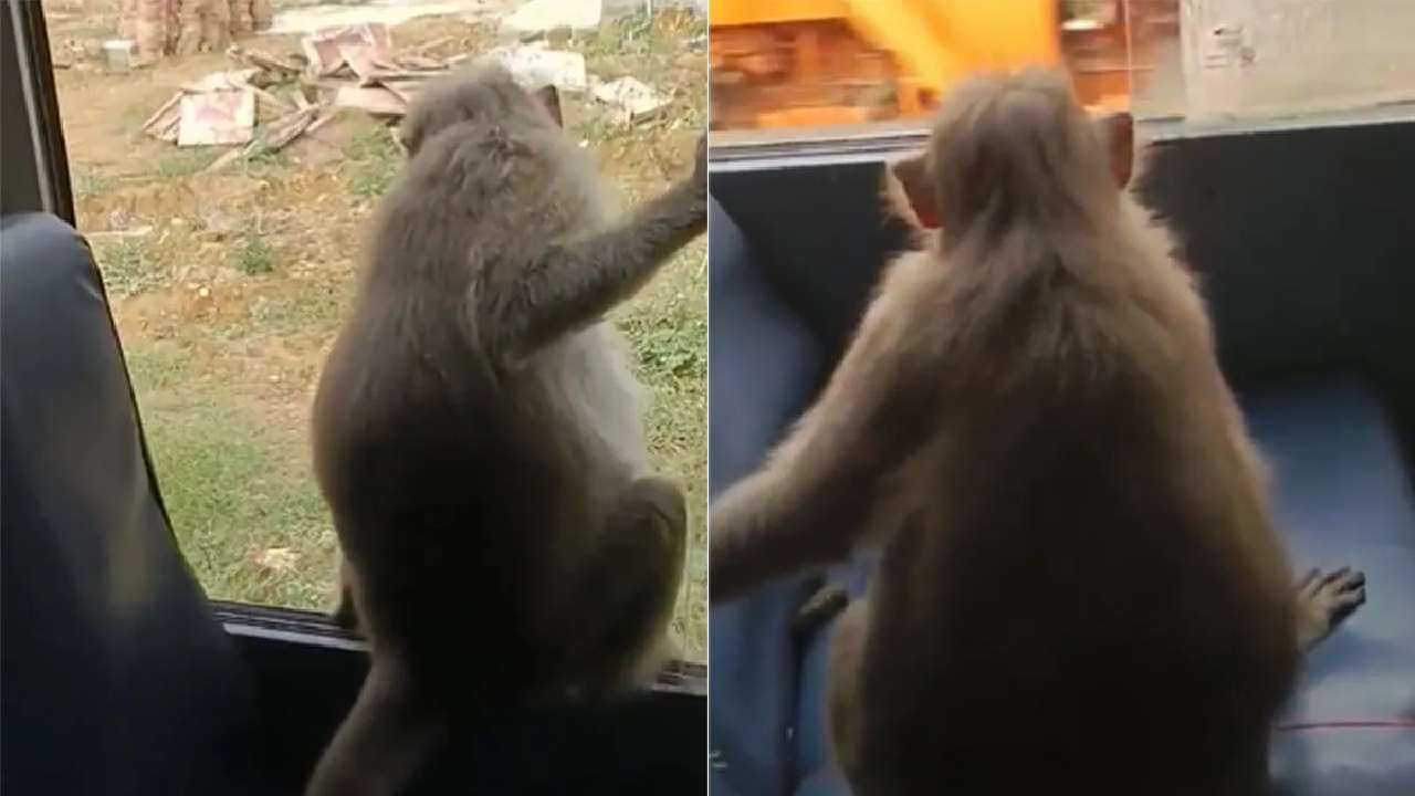 VIDEO | विंडो सीटला बसून माकडाने केला प्रवास, व्हायरल व्हिडीओ पाहून लोकांनी...