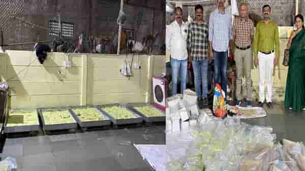 सणासुदीच्या काळात भेसळयुक्त मिठाईचे संकट ? सहाशे किलो बर्फी केली जप्त