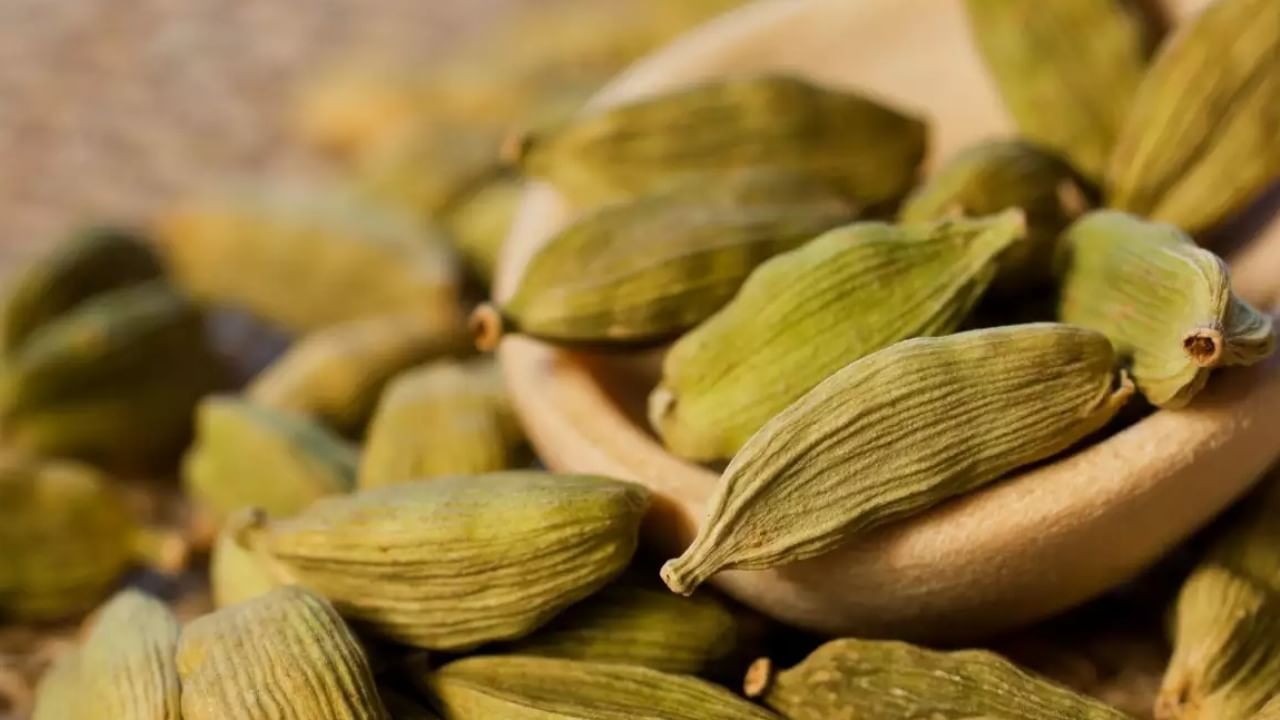 eating elaichआजकाल शरीर डिटॉक्स करण्याचे अनेक मार्ग शोधले जातात. डिटॉक्स करणं म्हणजे काय? हे कार्य मूत्रपिंडाशी संबंधित असते. लघवीचा प्रवाह वाढला की मूत्रपिंडाचे काम सुरळीत राहते आणि शरीर व्यवस्थित डिटॉक्स होते. इलायची खाल्ल्याने लघवीचा प्रवाह वाढेल आणि शरीर डिटॉक्स होईल. i