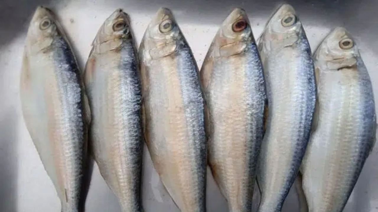 तुम्हाला सार्डिन मासा (Sardine Fish) माहितेय का हा मासा कॅल्शियम, ओमेगा- 3 फॅटी अॅसिड आणि व्हिटॅमिन डी चे चांगले स्रोत आहे. जर Lactose Intolerant असणाऱ्यांनी रोज मध्यम आकाराचा सार्डिन मासा खाल्ला तर दैनंदिन गरजेच्या 35 टक्के कॅल्शियम मिळेल.