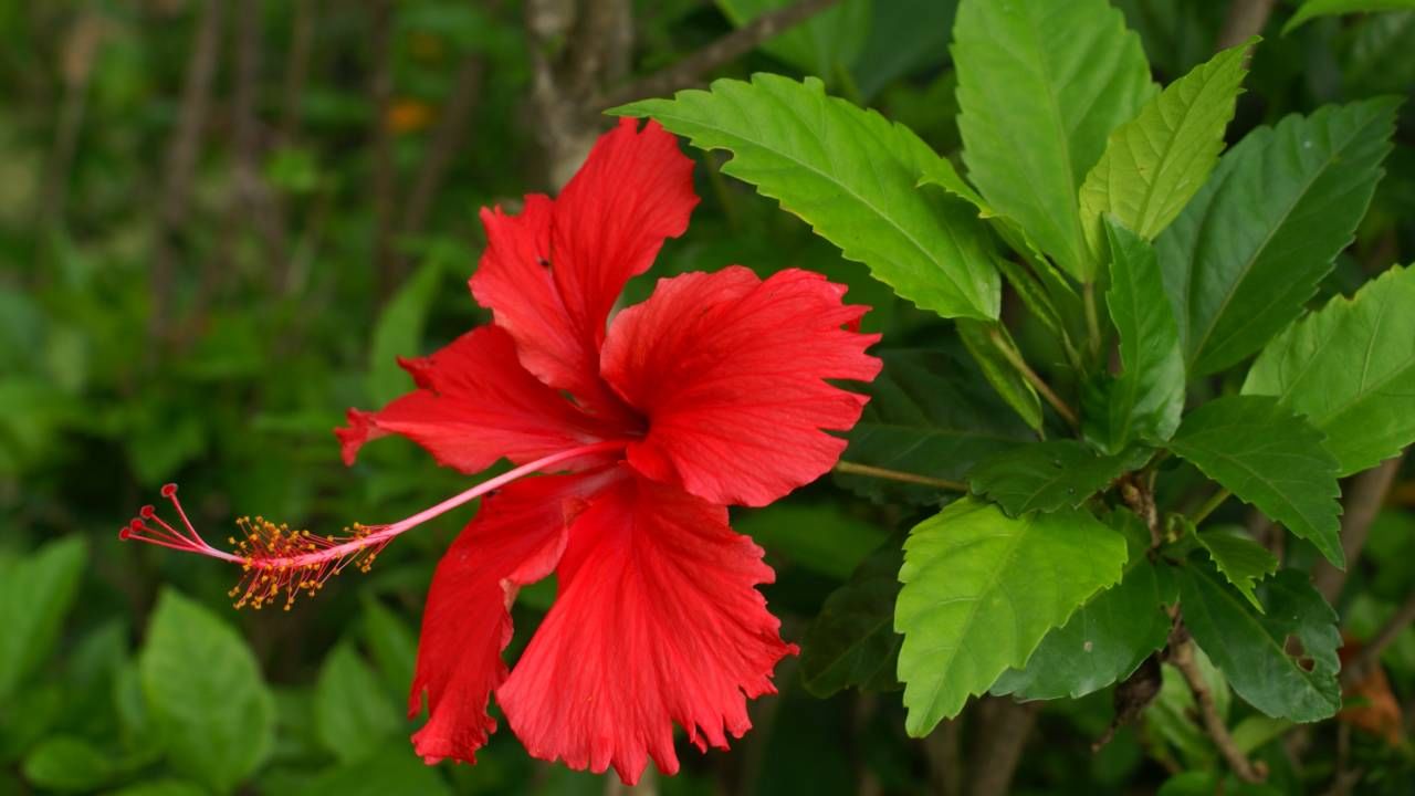 जास्वंदापासून तुम्ही खूप प्रकारचे फेसपॅक तयार करू शकता. या फेसपॅकमुळे त्वचेवरील डाग दूर होतात. उन्हापासून त्वचेचं नुकसान होत नाही. पण बऱ्याच लोकांना जास्वदाचं फेसपॅक कसं बनवायचं? त्याची प्रोसेस कशी आहे हे कळत नाही. चला तर मग बघुयात...