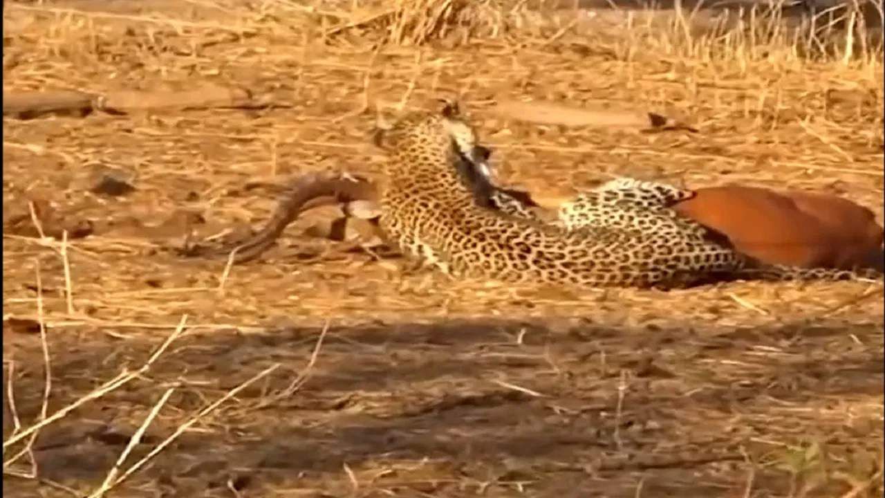 VIDEO | हरणाच्या शिकारीसाठी बिबट्याने झाडावरुन घेतली झेप, नेटकरी म्हणाले... VIDEO | हरणाच्या शिकारीसाठी बिबट्याने झाडावरुन घेतली झेप, नेटकरी म्हणाले...