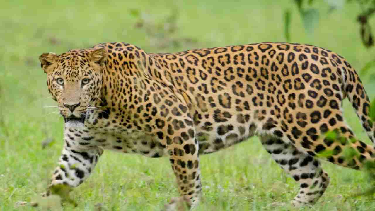 pune leopard Video | दहशत माजवणारा बिबट्या शिकारीसाठी दबक्या पावलाने आला अन्...