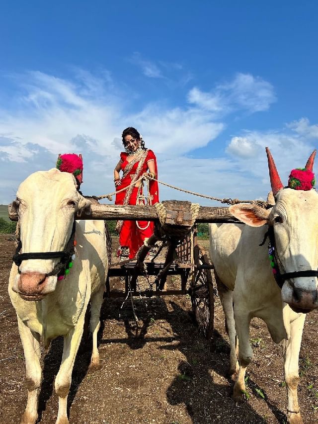 मानसी नाईकचा मराठमोळा लुक, बैलगाडीमध्ये दिल्या खास पोज मानसी नाईकचा मराठमोळा लुक, बैलगाडीमध्ये दिल्या खास पोज