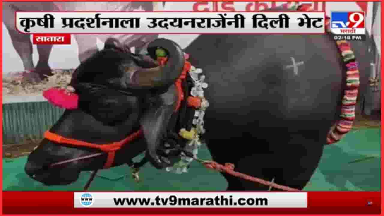 दीड कोटीचा रेडा, खासदार उदयनराजे भोसले यांना मोह आवरला नाही आणि...