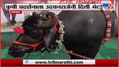 दीड कोटीचा रेडा, खासदार उदयनराजे भोसले यांना मोह आवरला नाही आणि…