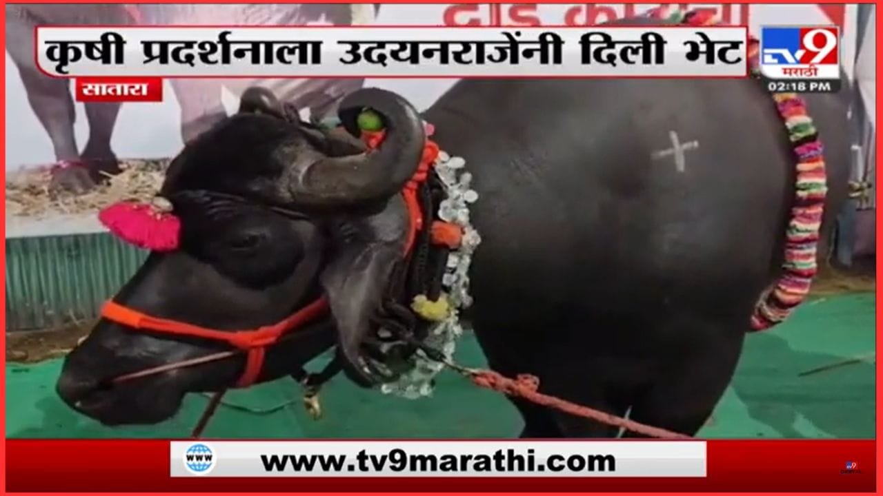 दीड कोटीचा रेडा, खासदार उदयनराजे भोसले यांना मोह आवरला नाही आणि... दीड कोटीचा रेडा, खासदार उदयनराजे भोसले यांना मोह आवरला नाही आणि...