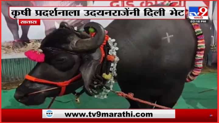 दीड कोटीचा रेडा, खासदार उदयनराजे भोसले यांना मोह आवरला नाही आणि... दीड कोटीचा रेडा, खासदार उदयनराजे भोसले यांना मोह आवरला नाही आणि...