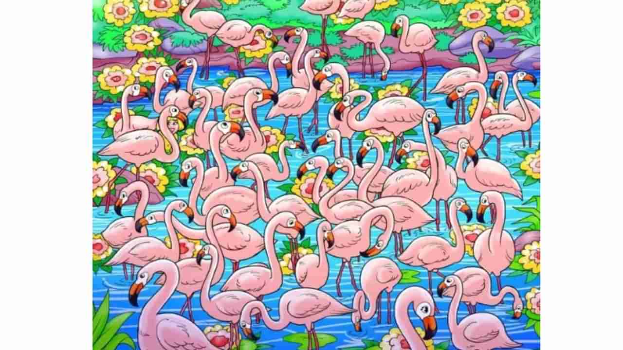 Flamingos चा फोटो व्हायरल! या चित्रात मुलगी दिसतीये का? सांगा