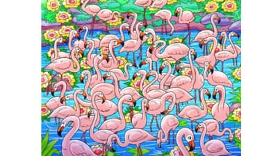 Flamingos चा फोटो व्हायरल! या चित्रात मुलगी दिसतीये का? सांगा