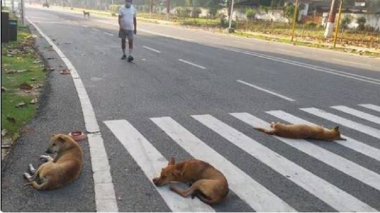 Pune News | पुणे शहरात किती जणांवर कुत्र्यांचा हल्ला...पराग देसाई यांच्या मृत्यूनंतर माहिती समोर