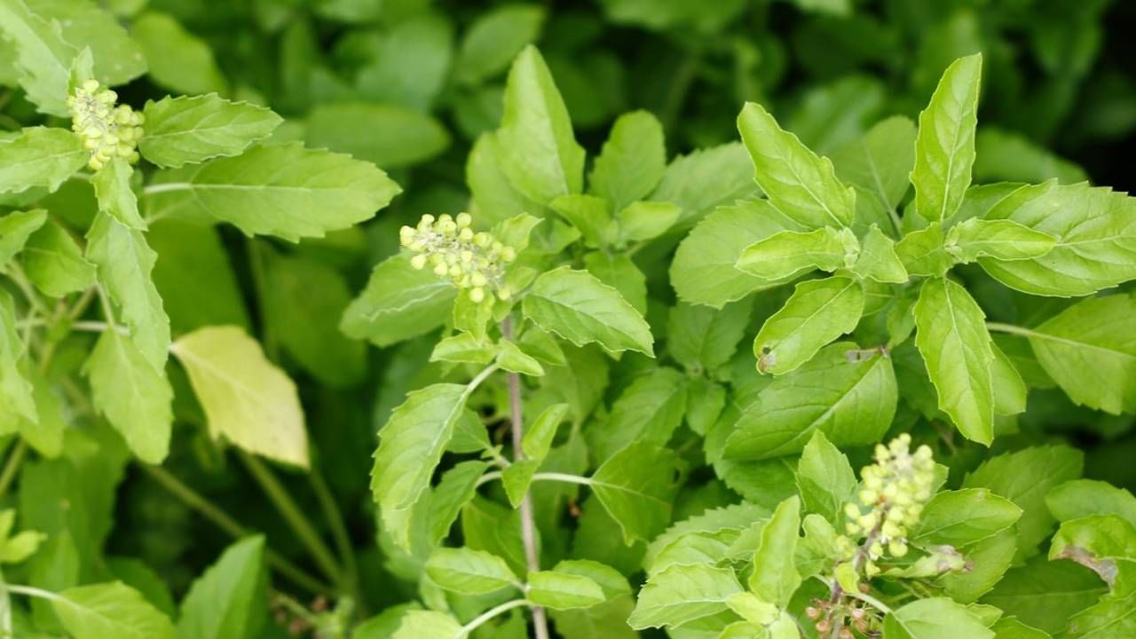 तुळशीची पाने: भारतात तुळस ही घरोघरी असते. तुळस ही आयुर्वेदिक वनस्पती आहे तिचे अनेक फायदे आहेत. बीपी कमी होत असेल तर त्यावर तुळस हा रामबाण उपाय आहे. यामध्ये पोटॅशियम, व्हिटॅमिन-सी आणि मॅग्नेशियम भरपूर प्रमाणात असतात. अनेक अँटी-ऑक्सिडंट्स असतात, जे नियमितपणे बीपी राखण्यास मदत करतात. रोज तुळशीची ४ पाने चावून खावीत असं केल्याने बीपी कंट्रोल मध्ये राहतो. 