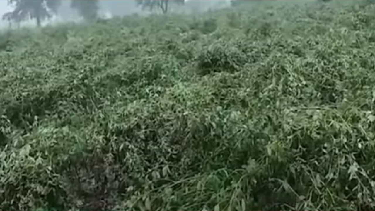 अकोल्यात तूर, हरभऱ्यासह भाजीपाल्याचं नुकसान, अवकाळीनं उडाली दाणादाण