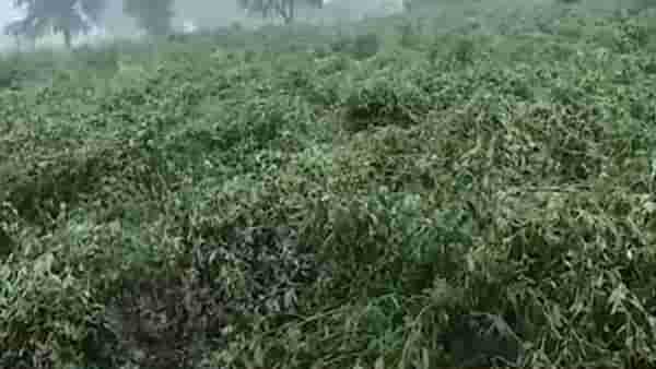 अकोल्यात तूर, हरभऱ्यासह भाजीपाल्याचं नुकसान, अवकाळीनं उडाली दाणादाण