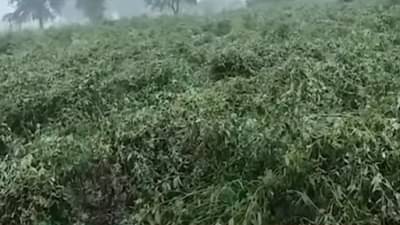 अकोल्यात तूर, हरभऱ्यासह भाजीपाल्याचं नुकसान, अवकाळीनं उडाली दाणादाण