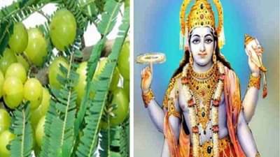 Aawla Navami 2023 : या तारखेला आहे आवळा नवमी, आवळ्याच्या पुजेला आहे विशेष महत्त्व