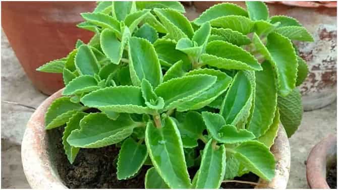 Health : ही पाने खाल्याने शरीरातील आयरनच्या पातळीला बसणार बुस्टर, जाणून घ्या