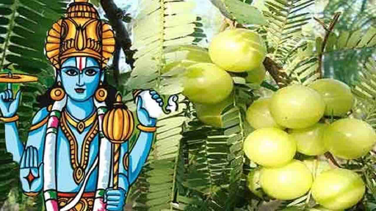 Amla Navmi 2023 : आवळा नवमीला अवश्य करा हे उपाय, वर्षभर लाभेल सुख समृद्धी