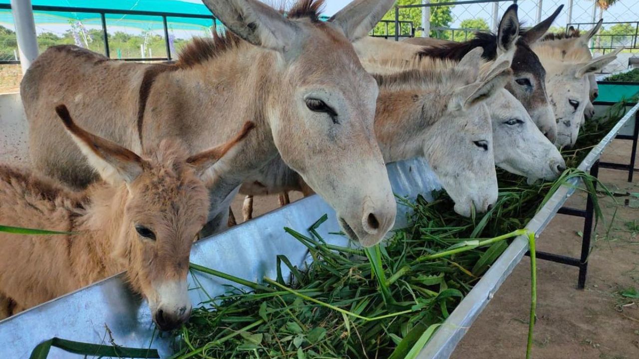 डोळ्यांचा रोग, दंतरोग, तसेच प्रजननसंबंधी रोगांवर हे दूध गुणकारी  असून गाढविणीचे दूध प्यायल्याने पोटाच्या समस्या दूर होण्यास मदत होते.