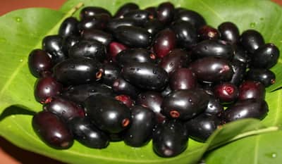 जांभुळ आता या आजारांवर ठरणार रामबाण उपाय, नव्या संशोधनात झाले उघड