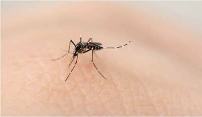 असा कोणता देश आहे जिथे एकही डास नाही? तुम्हाला माहितीये याचे उत्तर