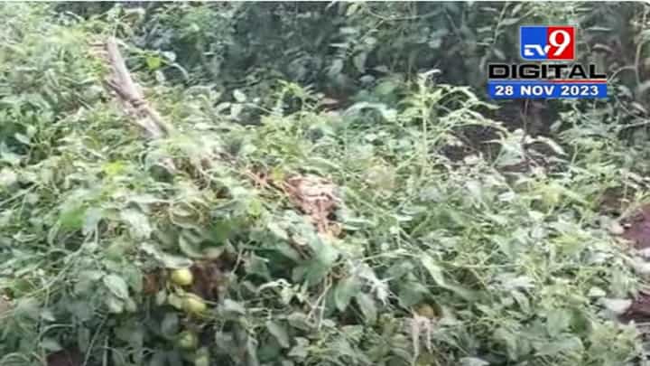 नंदुरबार जिल्ह्यात बळीराजा हतबल, केळीबागांसह आठ एकरावरील पीकं उद्धवस्त झाल्यानं हवालदिल नंदुरबार जिल्ह्यात बळीराजा हतबल, केळीबागांसह आठ एकरावरील पीकं उद्धवस्त झाल्यानं हवालदिल