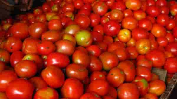 Tomato Price | टोमॅटो उत्पादक शेतकऱ्यांना अच्छे दिन, मिळाला चांगला भाव