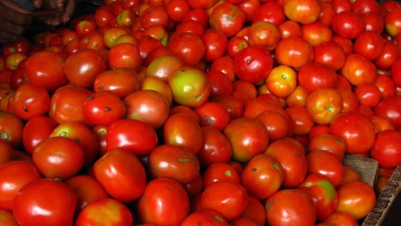Tomato Price | टोमॅटो उत्पादक शेतकऱ्यांना अच्छे दिन, मिळाला चांगला भाव