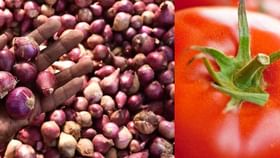 onion and tomato | कांदा शेतकऱ्यांना तर टोमॅटो ग्राहकांना रडवणार onion and tomato | कांदा शेतकऱ्यांना तर टोमॅटो ग्राहकांना रडवणार