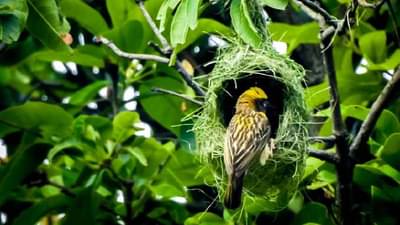 लक्ष्मी घरात येण्याआधी देते हे संकेत, अशा लोकांचे दिवस पालटतात