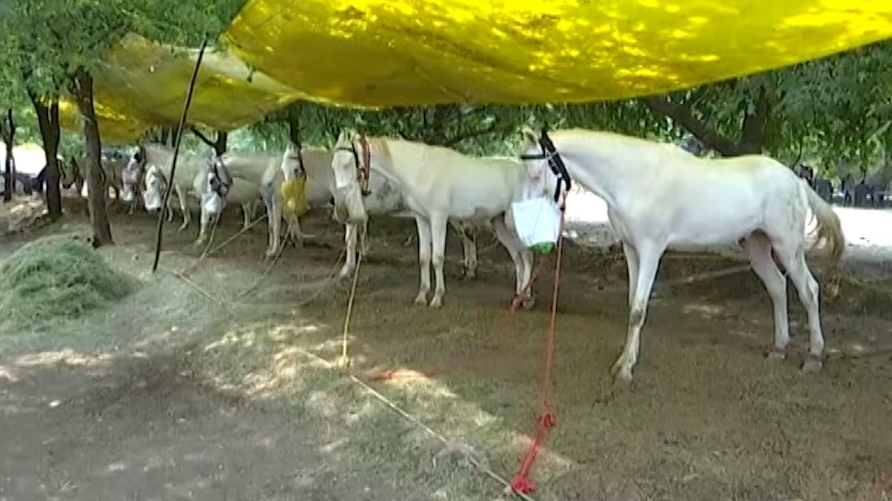 सोलापूर जिल्ह्याची सहकार आणि कृषी पंढरी म्हणून ओळख असलेल्या अकलूज येथे दरवर्षी दिवाळी पाडव्याच्या मुहूर्तावर कृषी उत्पन्न बाजार समितीच्या वतीने घोडे बाजार भरवला जातो. या बाजारात जातीवंत घोडे विक्रीसाठी देशभरातून आणले जातात. 