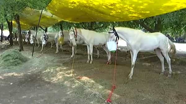 सोलापूर जिल्ह्याची सहकार आणि कृषी पंढरी म्हणून ओळख असलेल्या अकलूज येथे दरवर्षी दिवाळी पाडव्याच्या मुहूर्तावर कृषी उत्पन्न बाजार समितीच्या वतीने घोडे बाजार भरवला जातो. या बाजारात जातीवंत घोडे विक्रीसाठी देशभरातून आणले जातात.