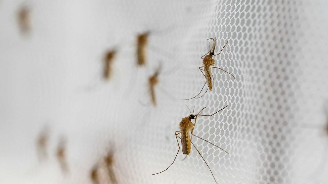 Health : ऑल आऊट नाहीतर फक्त दोन रूपयात पळवा डेंग्यूचे मच्छर, कसं ते जाणून घ्या
