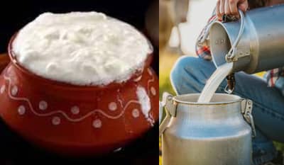 कुठल्या जनावराच्या दुधाचं दही बनत नाही, तुम्हाला माहितीये उत्तर?