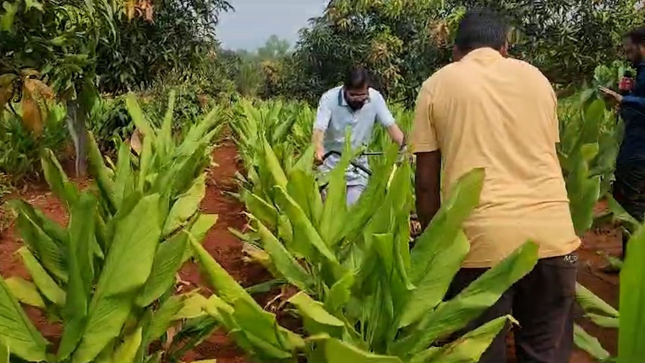 मुख्यमंत्री एकनाथ शिंदे हे दोन दिवसासाठी दरेगावी आले आहेत. राजकारणातून वेळ काढून ते शेतातील कामांमध्ये व्यस्त झाले आहे. त्यांनी शेतात जाऊन मशागतीचे काम केले. हळदी या पिकाची मशागत त्यांनी मशीनच्या सहाय्याने केली.