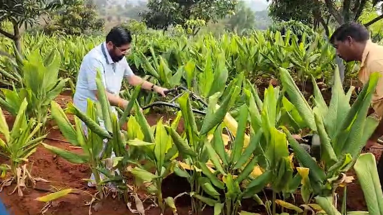 बांबू लागवडीचा मोठा प्रकल्प राज्यभरात मुख्यमंत्री एकनाथ शिंदे यांनी हाती घेतली आहे. बांबूपासून ऑक्सिजन मोठ्या प्रमाणावर मिळतो. एका व्यक्तीस लागणाऱ्या ऑक्सिजनपेक्षा जास्त वायू बांबू देतो. सर्वच दृष्टीने बांबू लागवड फायदेशीर असल्यामुळे हा प्रकल्प घेतला असल्याचे एकनाथ शिंदे यांनी सांगितले.