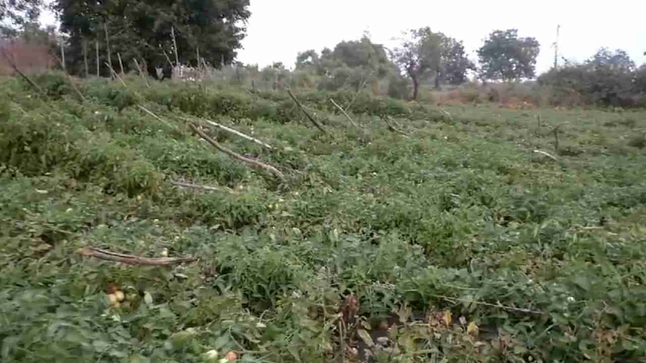 अवकाळीमुळे पिके मातीमोल, शेतकऱ्यांच्या स्वप्नांवर अवकाळीची पाणी