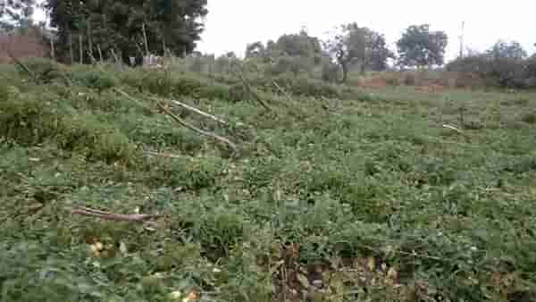 अवकाळीमुळे पिके मातीमोल, शेतकऱ्यांच्या स्वप्नांवर अवकाळीची पाणी
