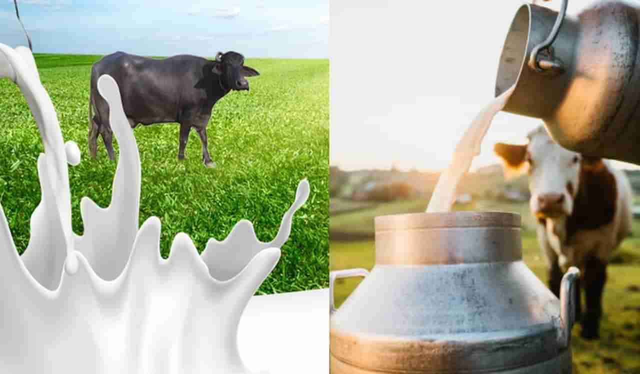 Milk Benifits : म्हशीचे की गाईचे, कोणते दूध असते अधिक पौष्टिक