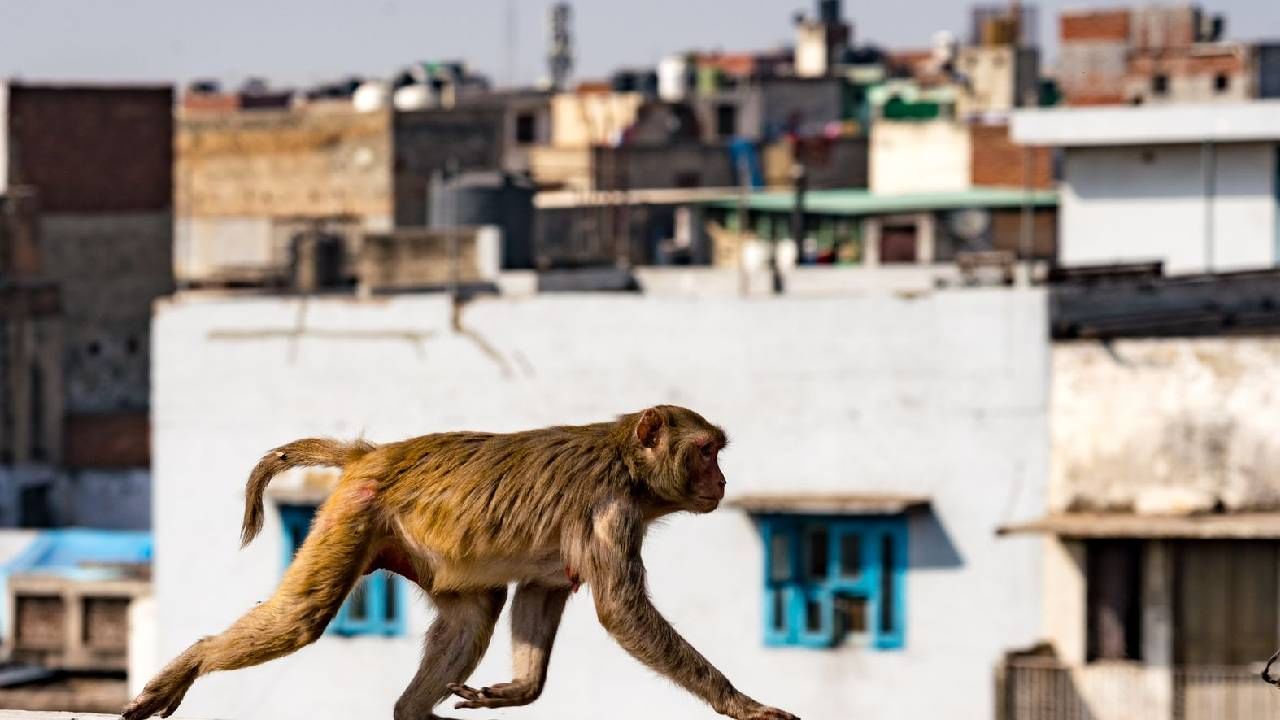 एक माकड राजाबाबू, एक माकड…! परिसरात माकडाची दहशत, माकड बाहेर नागरिक आत-घरात!