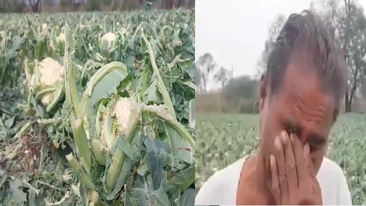 नाशिकच्या चांदवडमध्ये गारपीट आणि अवकाळीनं सारं काही हिरावलं, बळीराजाला अश्रू अनावर