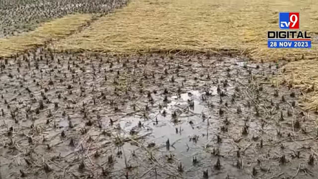 नाशिक जिल्ह्यात अवकाळीचा हाहाकार; नागली, उडीद, भुईमूगसह वरी पीकाला फटका